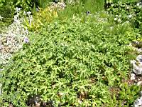 Geranium Ibericum (fam. Geraniacees)(Caucase) (01) (Photo F. Mrugala)